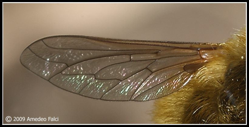 Dalla Sicilia Bombylius poss.canescens (Bombyliidae)